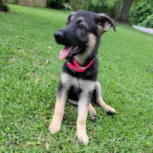 German Shepherd Dog Puppy Ms Coco