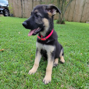 German Shepherd Dog Puppy Ms Coco