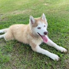 Siberian Husky Puppy Flare