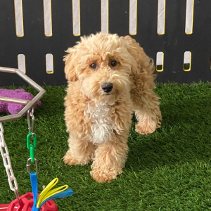 Bichonpoo Puppy Garret