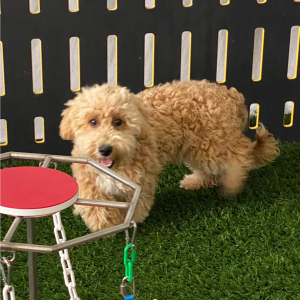 Bichonpoo Puppy Garret