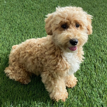 Bichonpoo Puppy Garret