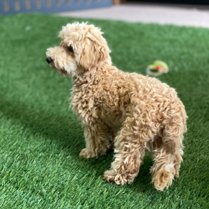Bichonpoo Puppy Garret