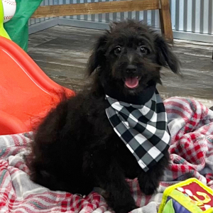 Pomapoo Puppy Nick