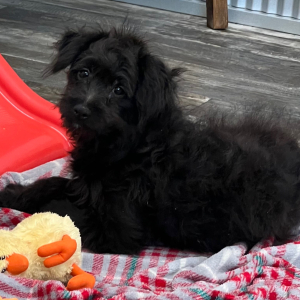Pomapoo Puppy Nick