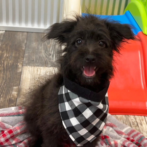 Pomapoo Puppy Nick
