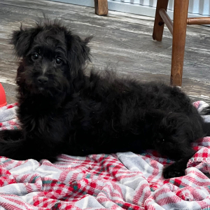 Pomapoo Puppy Nick