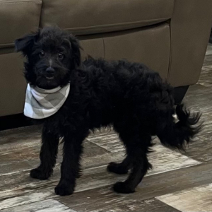 Pomapoo Puppy Nick
