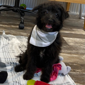 Pomapoo Puppy Nick