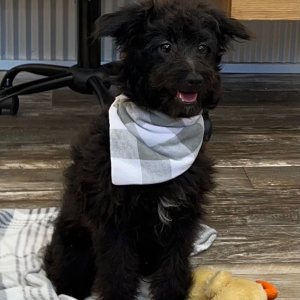 Pomapoo Puppy Nick