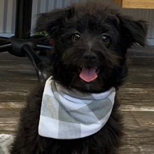 Pomapoo Puppy Nick