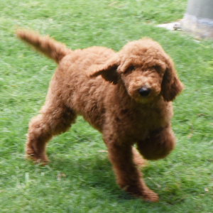 Poodle Puppy Sara