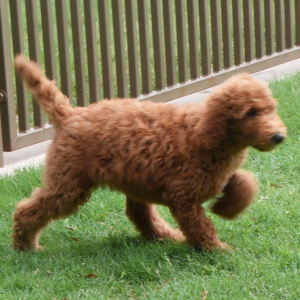Poodle Puppy Sara
