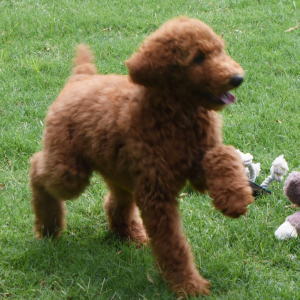 Poodle Puppy Sara