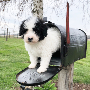 Labradoodle Puppy Henderson