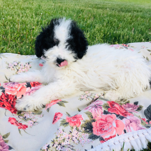 Labradoodle Puppy Henderson