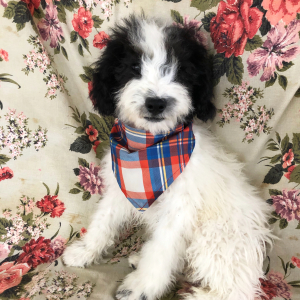 Labradoodle Puppy Henderson