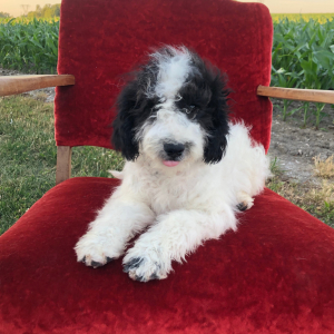 Labradoodle Puppy Henderson