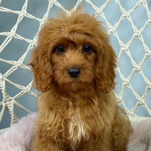 Cavapoo Puppy Chips
