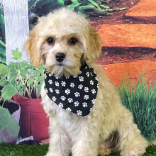 Cavapoo Puppy Augustus