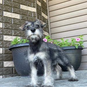 Miniature Schnauzer Puppy Haley