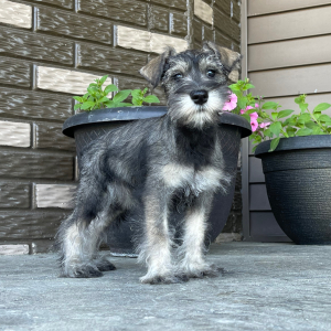 Miniature Schnauzer Puppy Haley