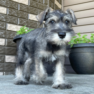 Miniature Schnauzer Puppy Haley