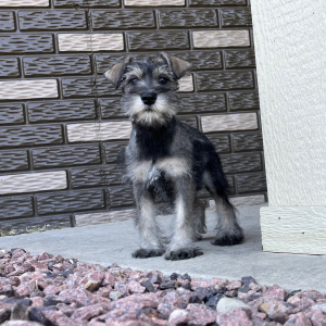 Miniature Schnauzer Puppy Haley