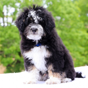 Bernedoodle Puppy Crusoe