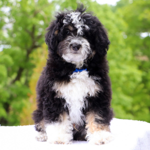 Bernedoodle Puppy Crusoe