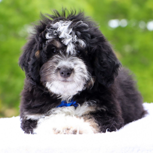 Bernedoodle Puppy Crusoe