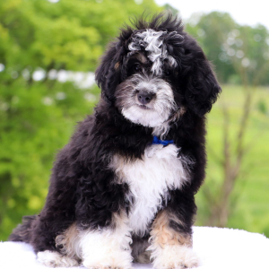 Bernedoodle Puppy Crusoe