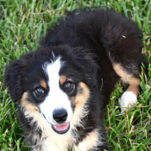 Australian Shepherd Puppy Bella