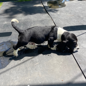 Basset Hound Puppy Austin
