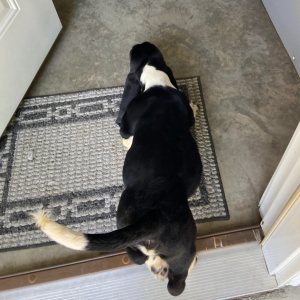 Basset Hound Puppy Austin
