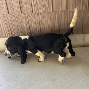 Basset Hound Puppy Austin