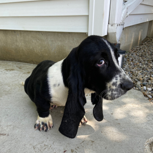 Basset Hound Puppy Austin