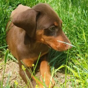 Doberman Pinscher Puppy Penny