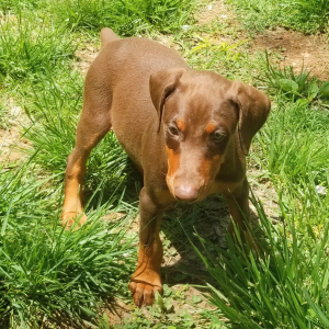 Doberman Pinscher Puppy Penny