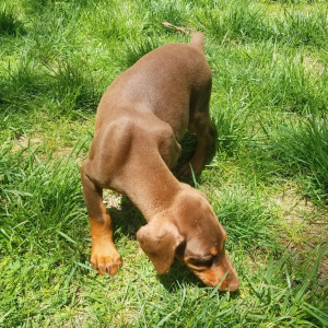 Doberman Pinscher Puppy Penny