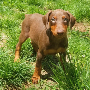 Doberman Pinscher Puppy Penny