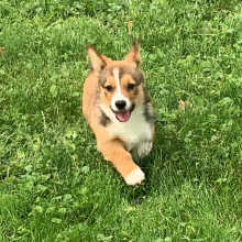 Pembroke Welsh Corgi Puppy Layden