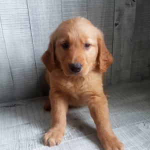 Golden Retriever Puppy Eli