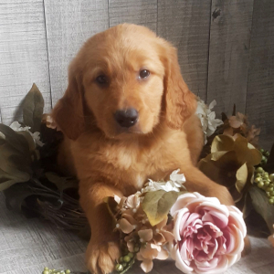 Golden Retriever Puppy Eli