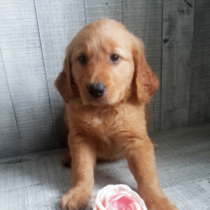Golden Retriever Puppy Eli