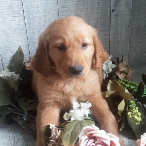 Golden Retriever Puppy Eli