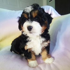 Bernedoodle Puppy Darcy