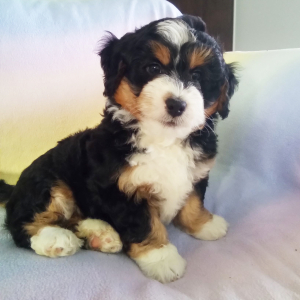 Bernedoodle Puppy Darcy
