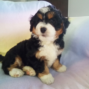Bernedoodle Puppy Darcy