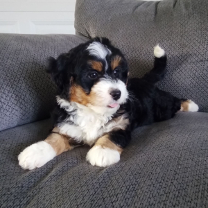 Bernedoodle Puppy Darcy